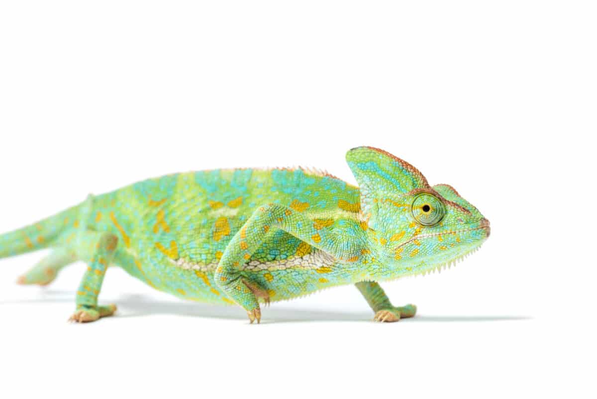 chameleon