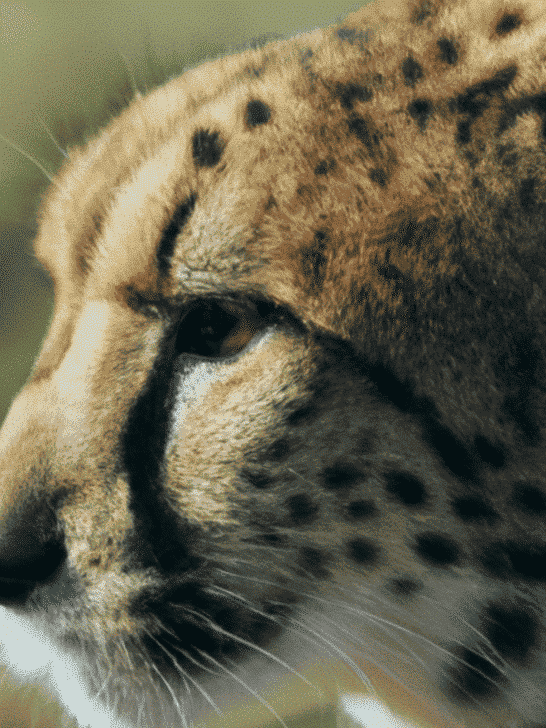 Celebrating International Cheetah Day