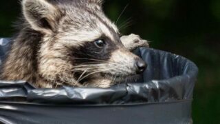 raccoon in trash can