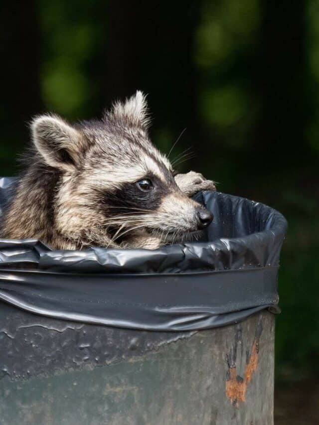 12 Reasons Why Raccoons Are Undeserving of the Title of Trash Pandas