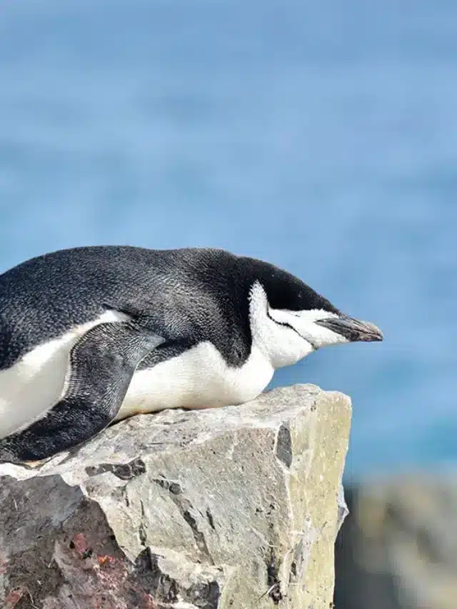 penguins nap 10,000 times a day