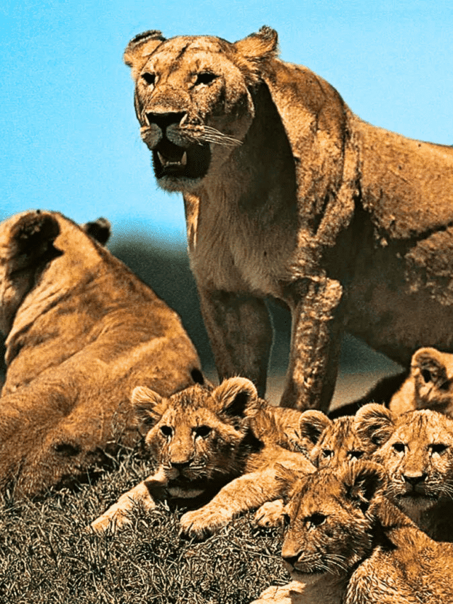 Male Lion Introduced To An All-Female Pride