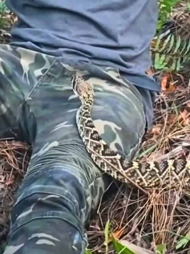 stand-off between man and rattlesnake