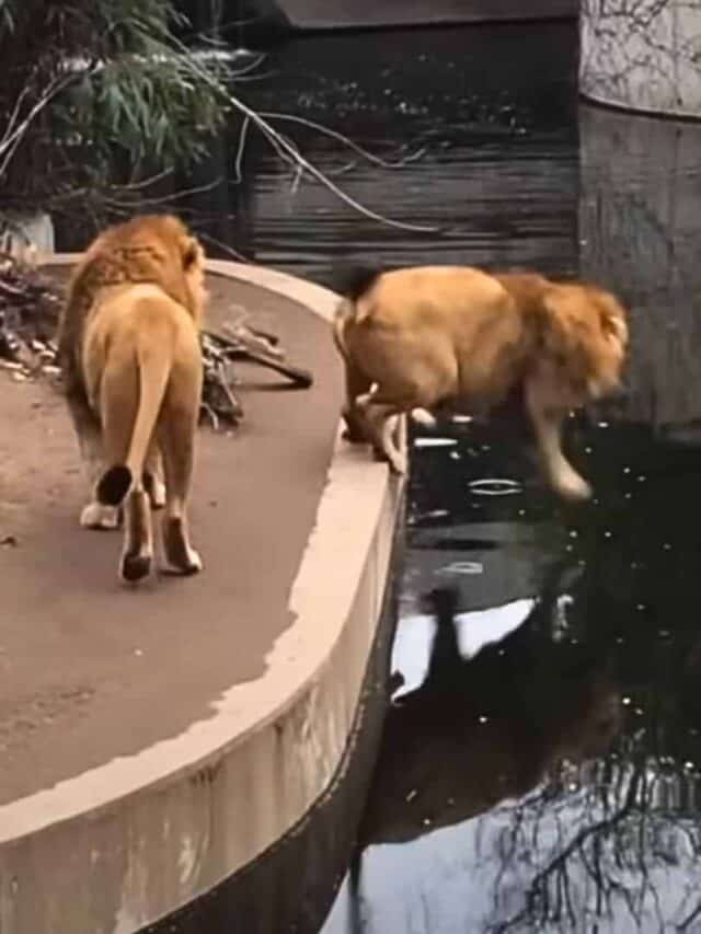 Lion Tries to Look Cool But Stumbles and Tumbles