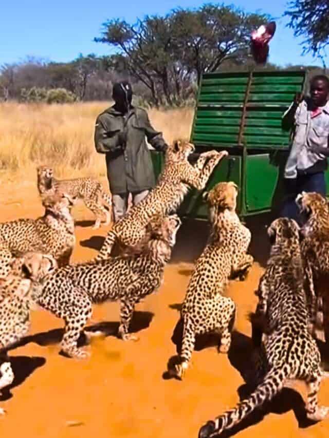 cheetahs being fed