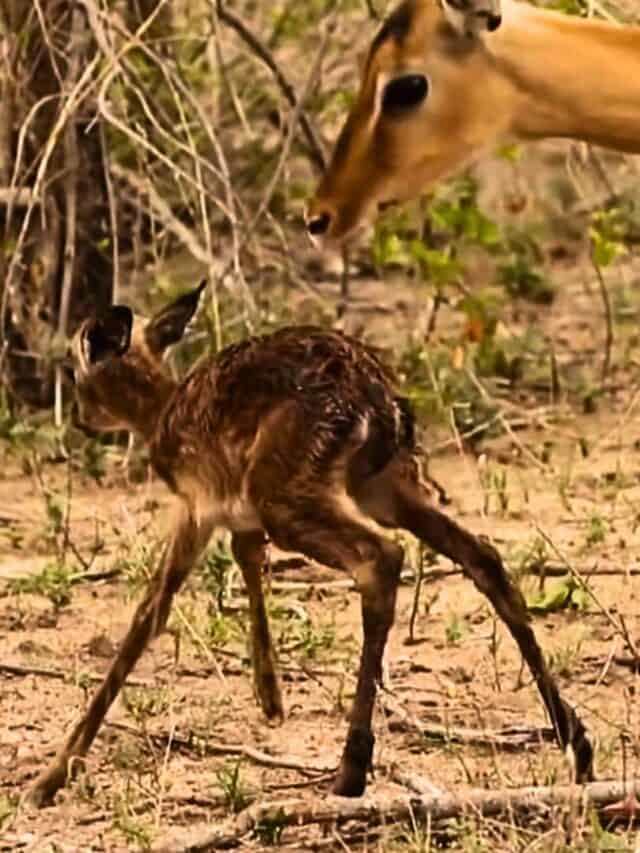 baby impala learns how to walk