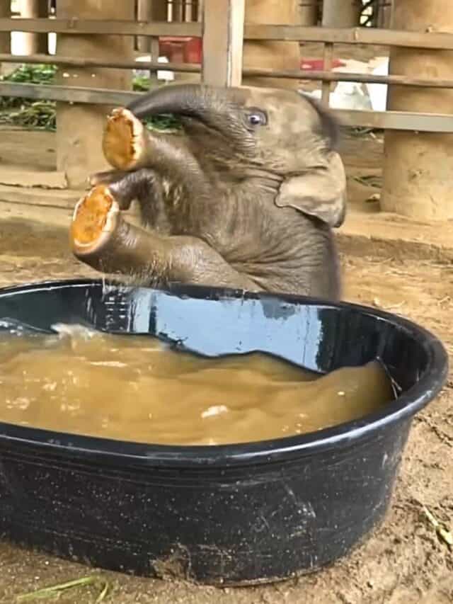 Clumsy Calf Enjoys His First Bath