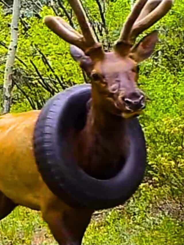 After Years Of Being Stuck Inside A Tire Elk Is Finally  Set Free