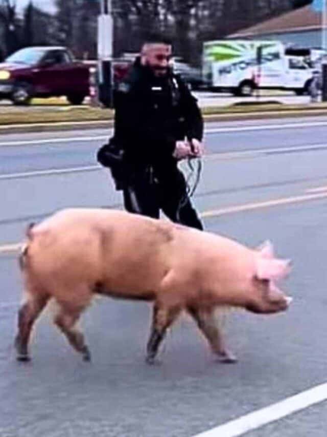 Police Chase Ensues For 30-Minutes After Pig Escapes