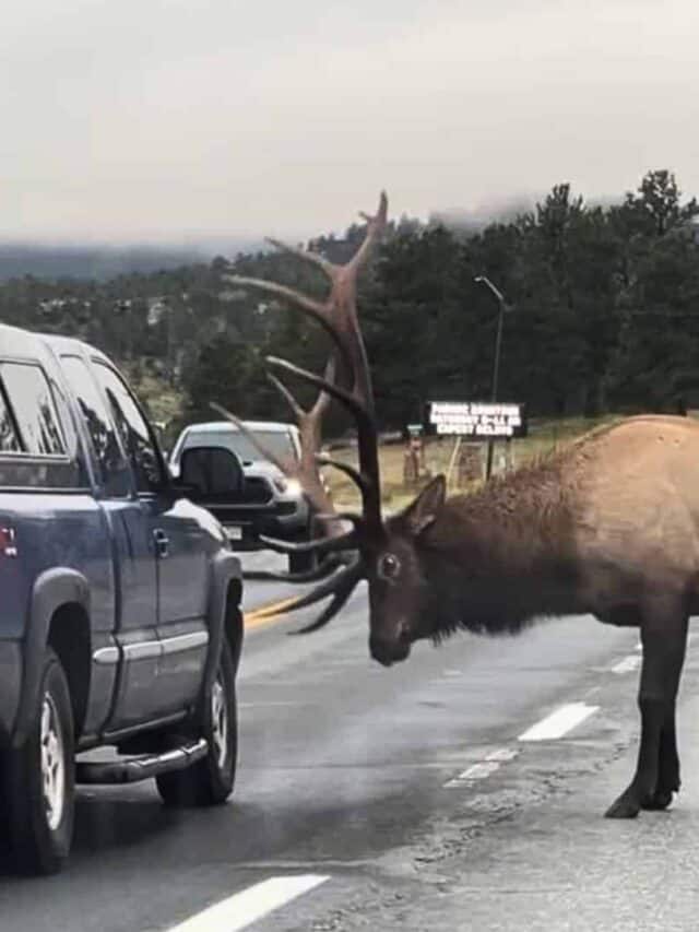 Furious Elk Butting Into Cars On Colorado Highway