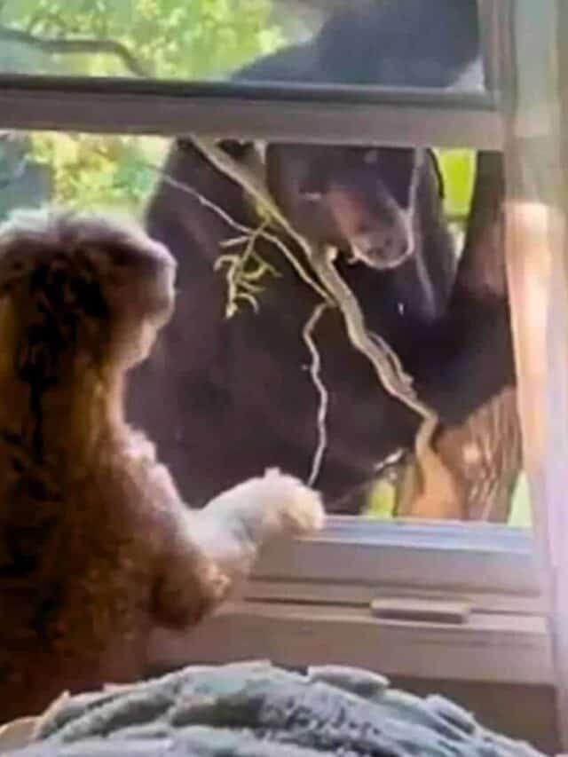 Cute Fluffy Dog Has A Staring Contests with a Huge Bear From Bedroom Window