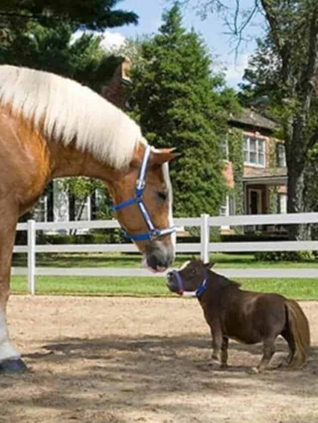 Meet The Tiniest Horse In The World