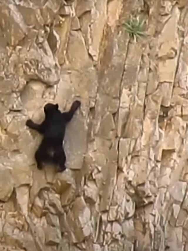 Little Bear Cub and Mom Bear Slowly Climbing The Vertical Wall