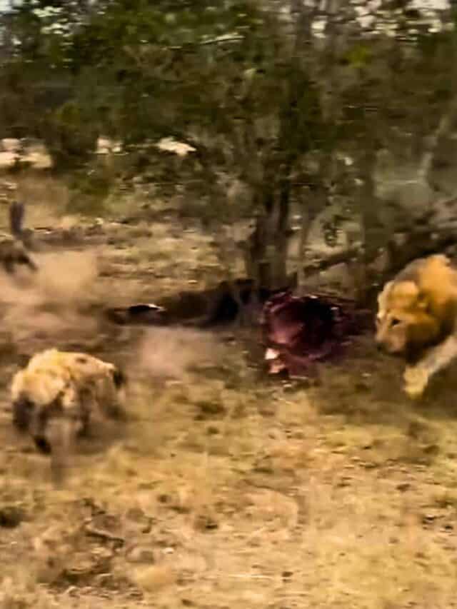 lion attacks hyena
