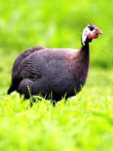 Why the Helmeted Guineafowl Is a Farmer&rsquo;s Best Friend