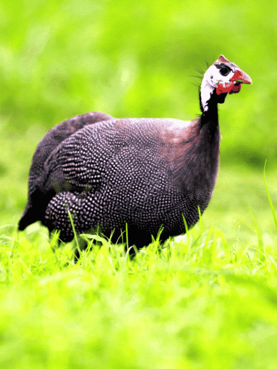 Why the Helmeted Guineafowl Is a Farmer&rsquo;s Best Friend