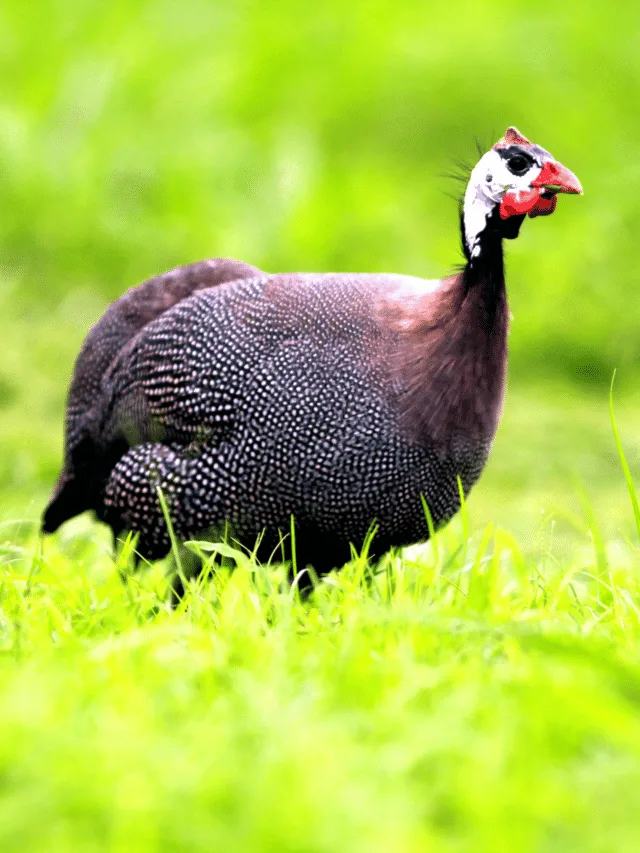 Guinea Fowl