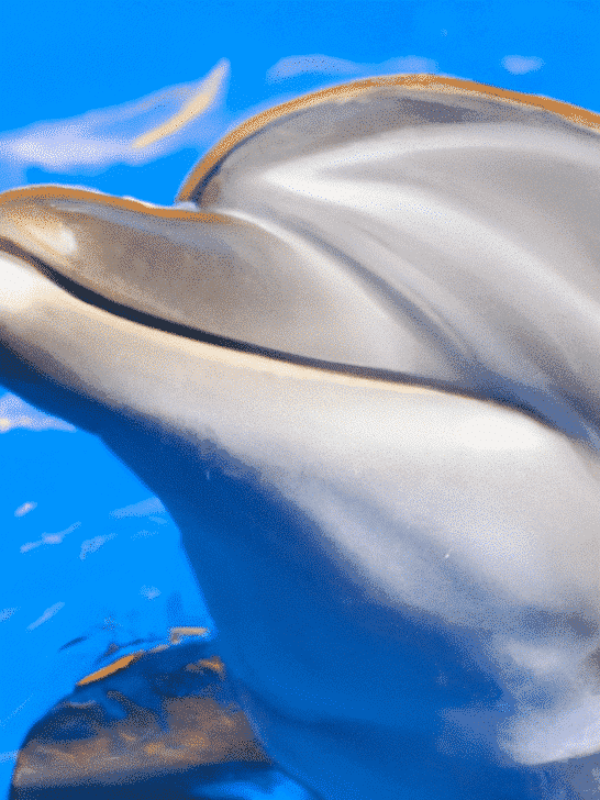 Dolphin-Assisted Therapy Making Waves in Healthcare