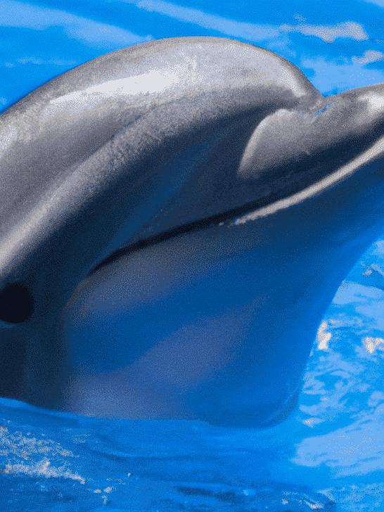 Dolphin Intelligence and Cognitive Abilities