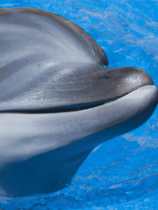 Technological Advances in Dolphin Research