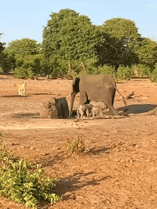 An Elephant Mother’s Brave Effort to Protect Her Twin Babies