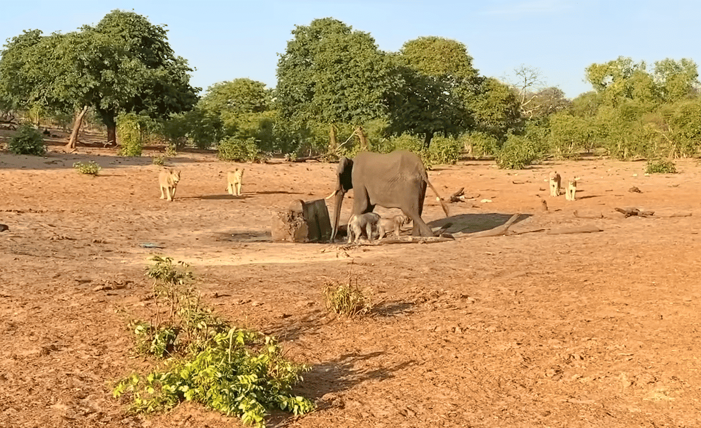 Elephant twins surrounded by a pride of lions
