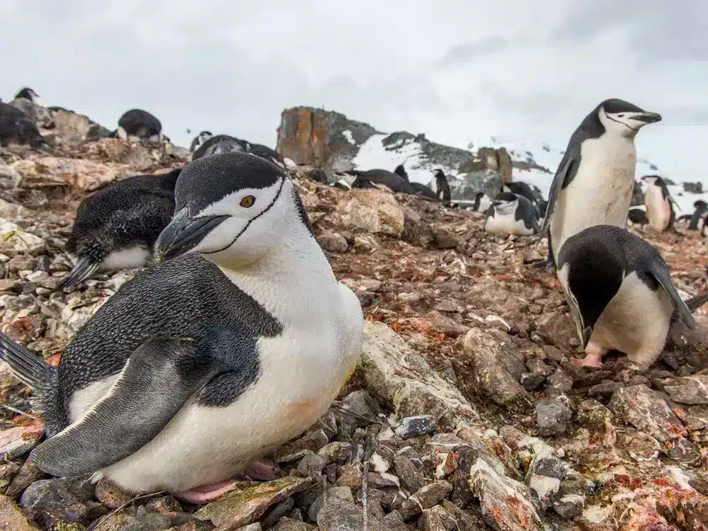 penguins nap 10,000 times a day