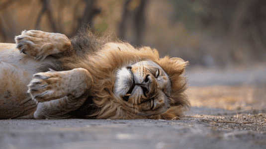 Lion Gets Food Coma From Eating Too Much Giraffe