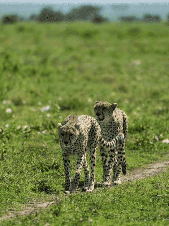 Cheetahs Raised With Playful Puppies