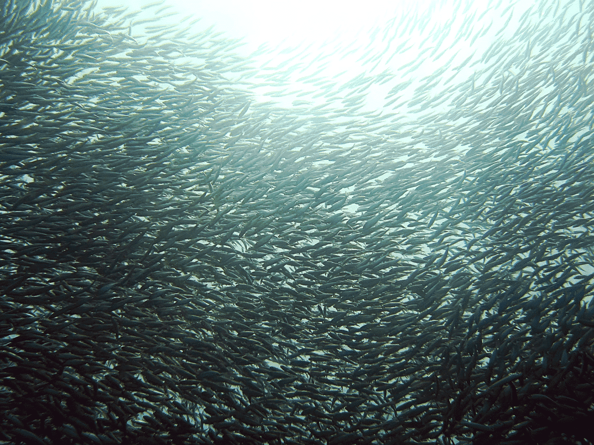 A group of sardines 