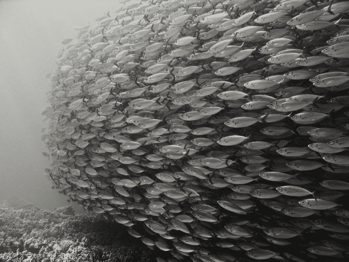 school of fish 