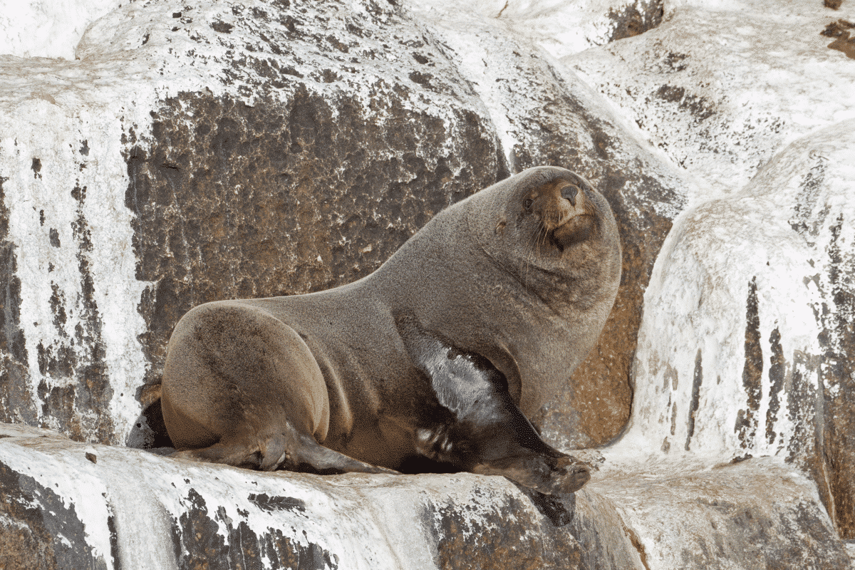 fur seal 