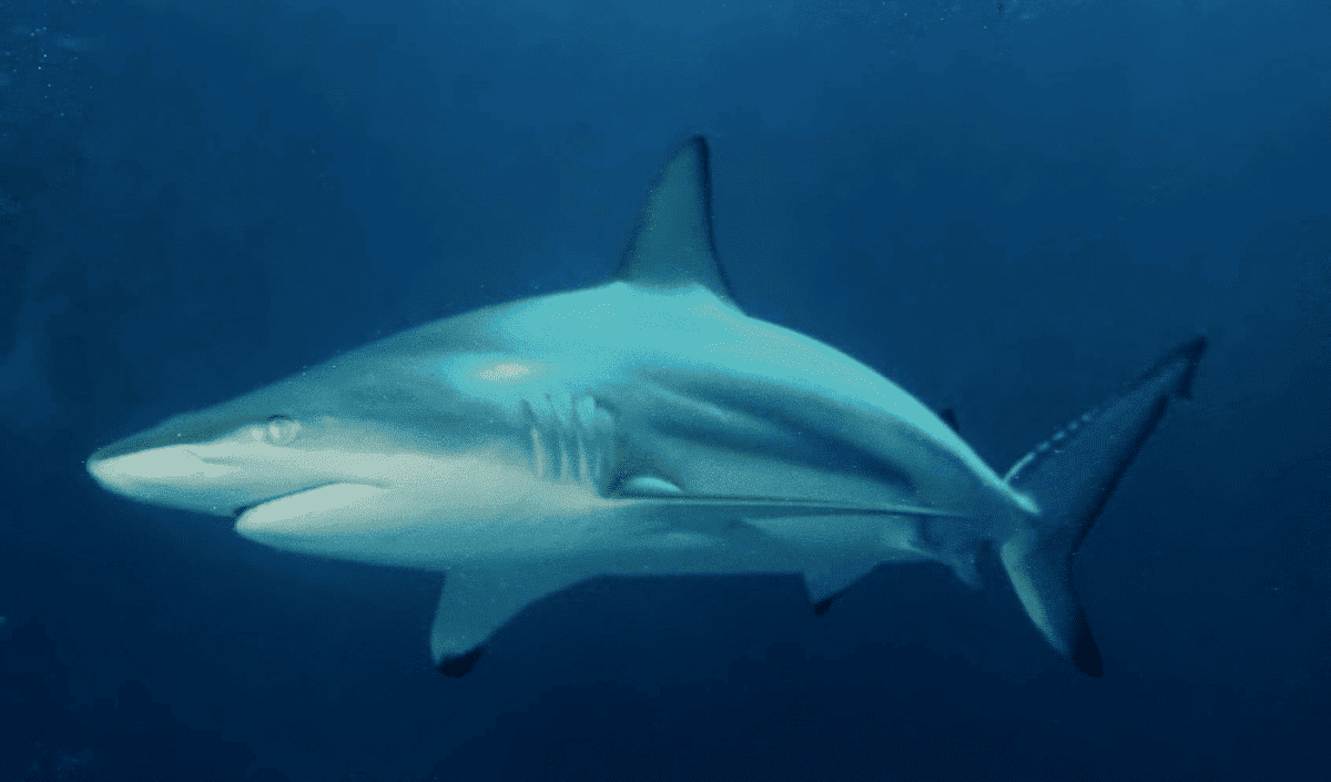 Black tip shark 