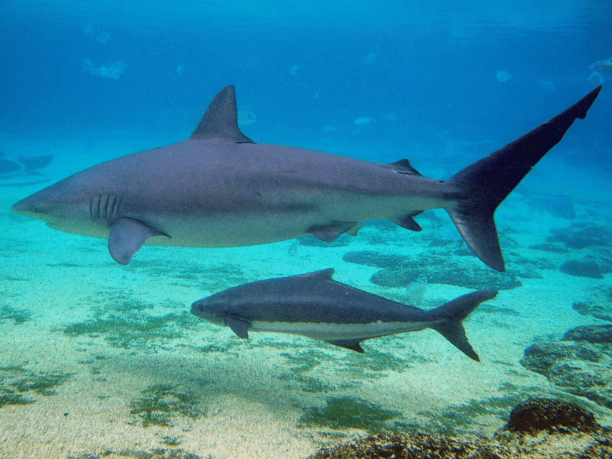 Image of a dusky shark and its baby 