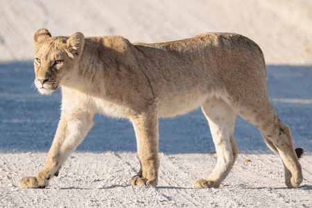Take a Walk On the Lion’s Side of Life