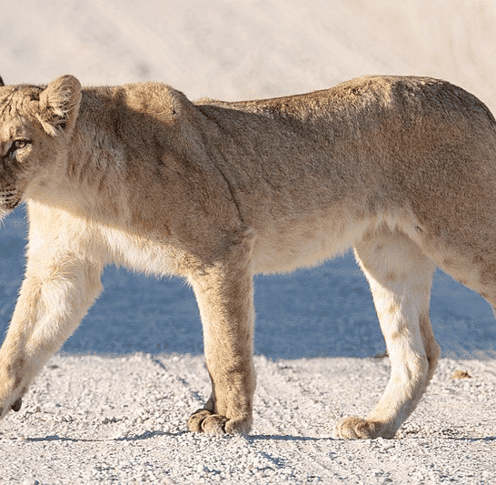 Take a Walk On the Lion’s Side of Life