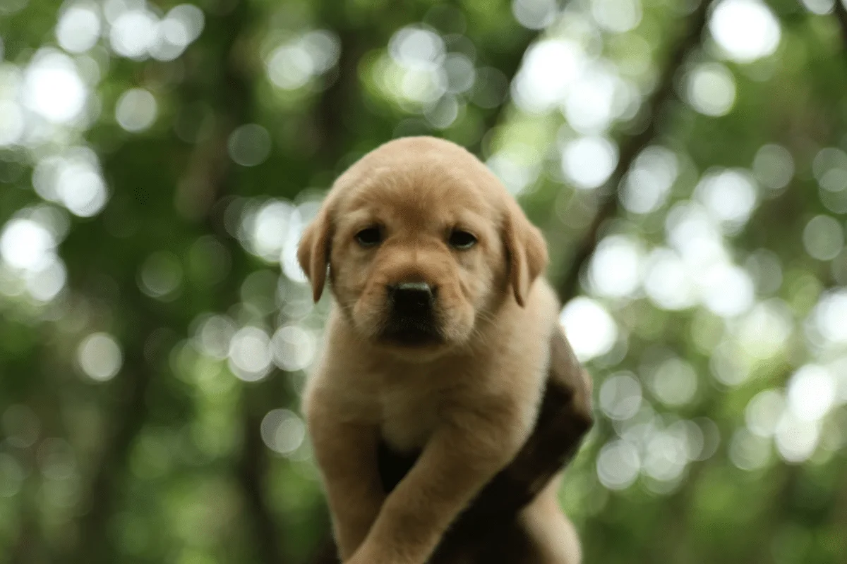 puppy