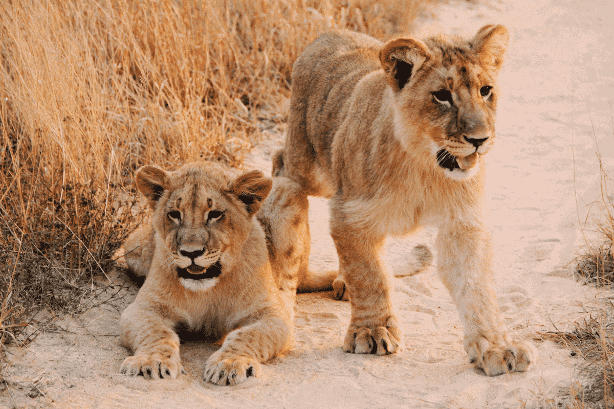 raising lions