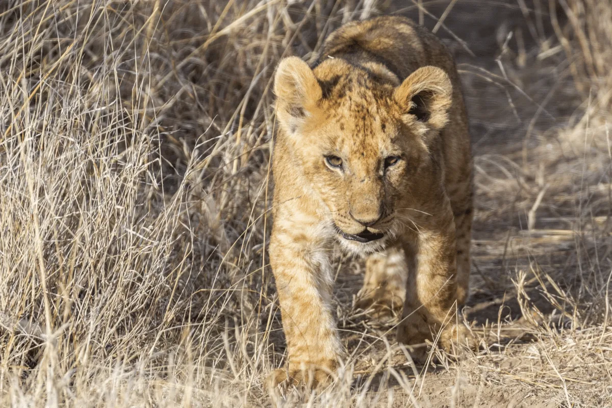 raising lions