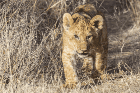 Woman Horrified to Find She Was Raising Lions To Be Killed at ‘Sanctuary’