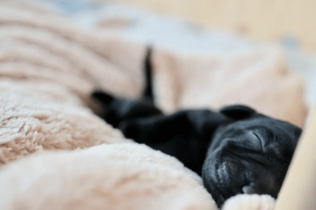 puppy