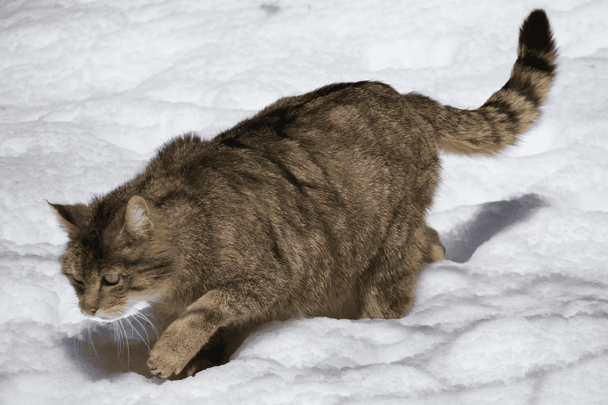 Image of European wild cat enjoying the snow 