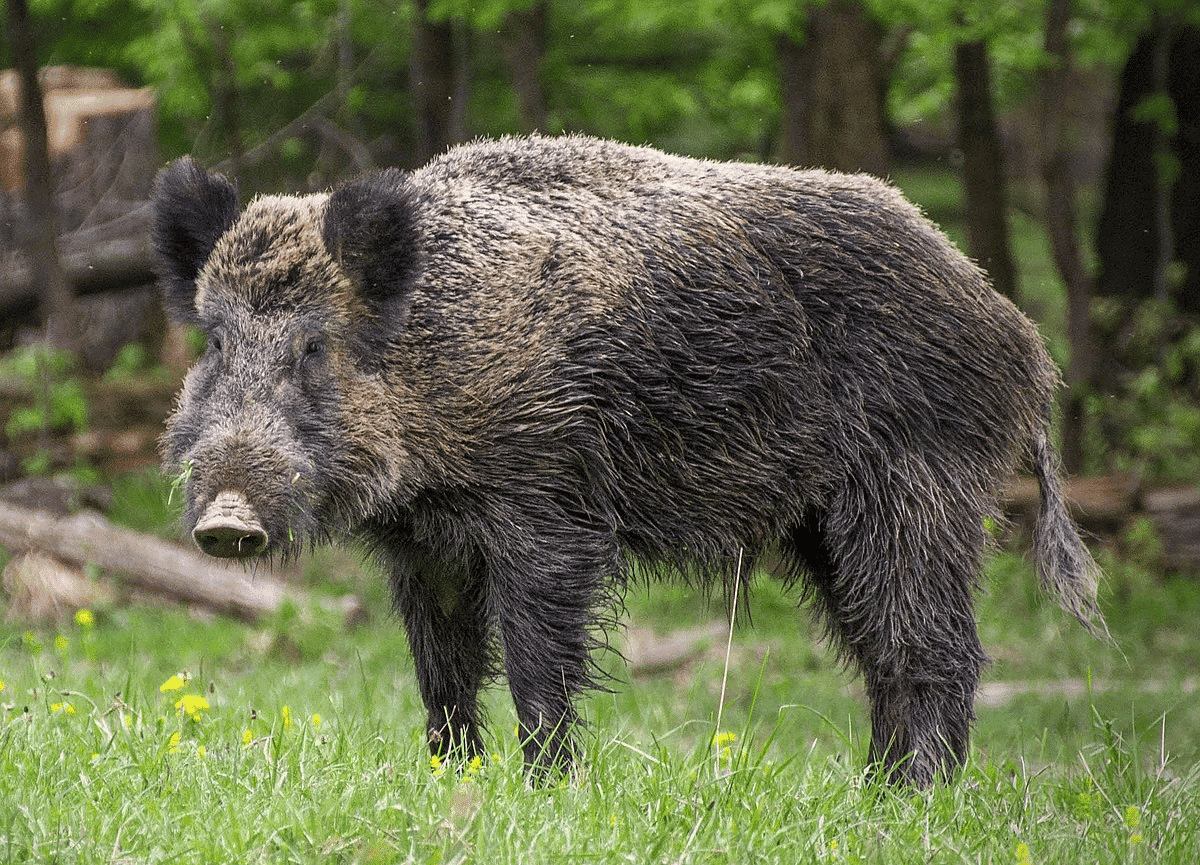 Image of a boar