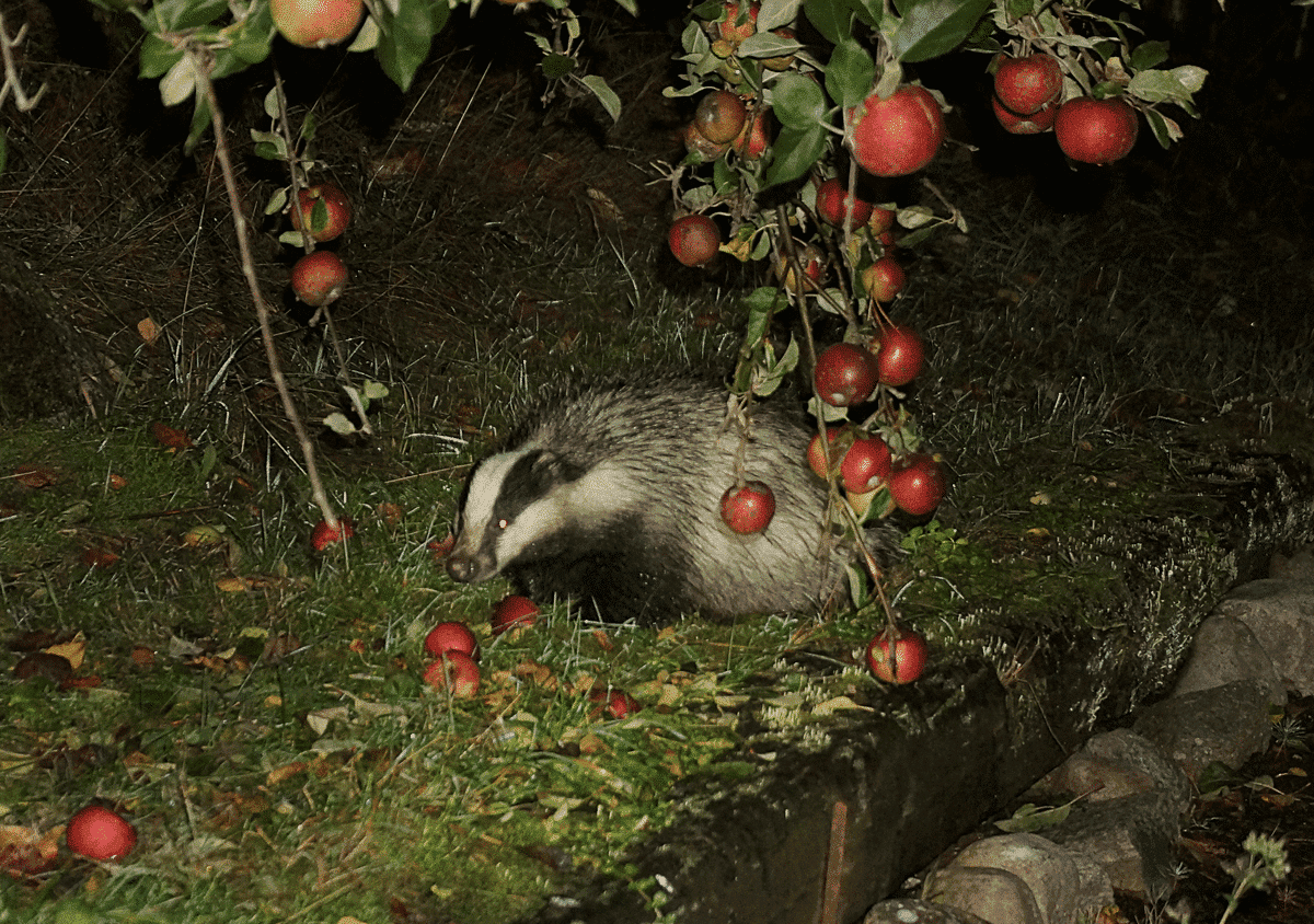 European Badger eating apples from tree 