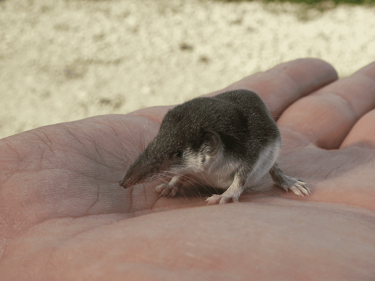 Bicolored shrews