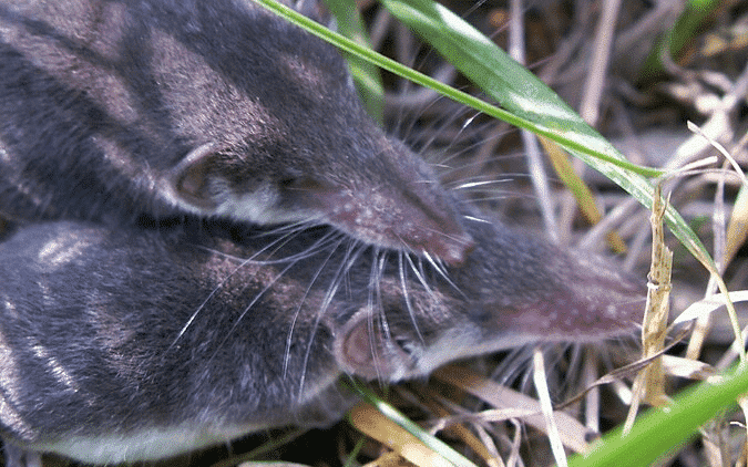 Bicolored shrews