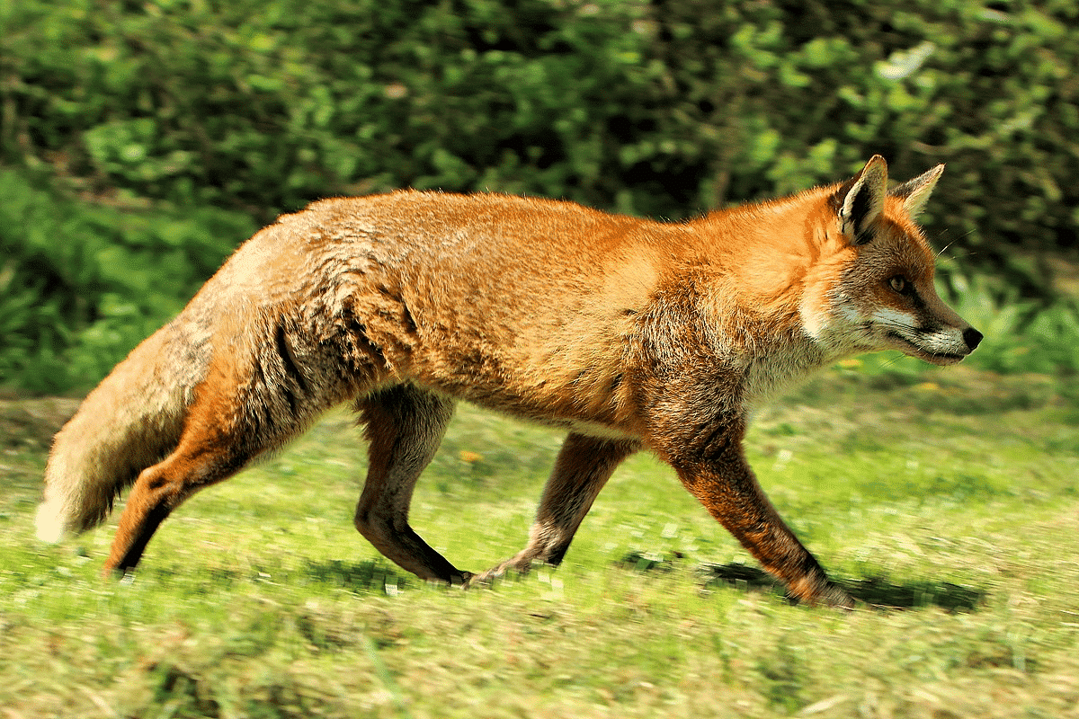 Image of fox on grass