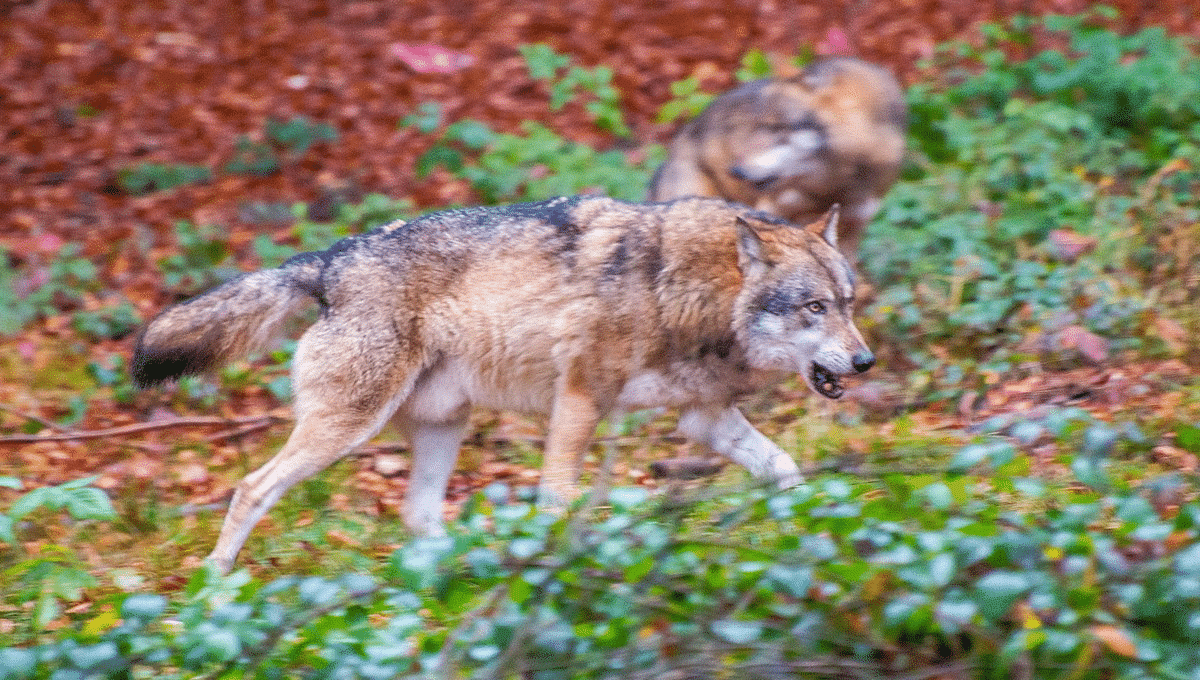 Image of wolf running