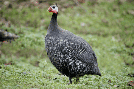Guinea Fowls Are Tick Eating Prizewinners