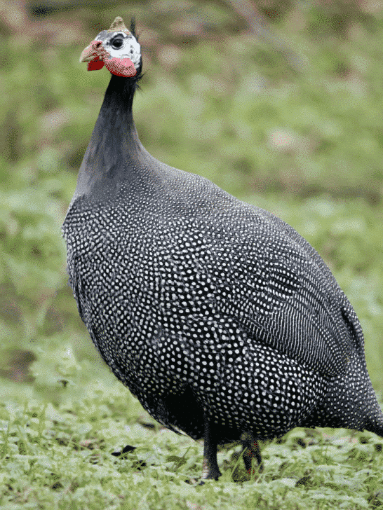 Guinea Fowls Are Tick Eating Prizewinners